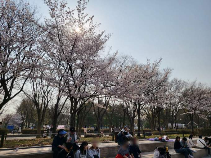 인천대공원 벚꽃축제